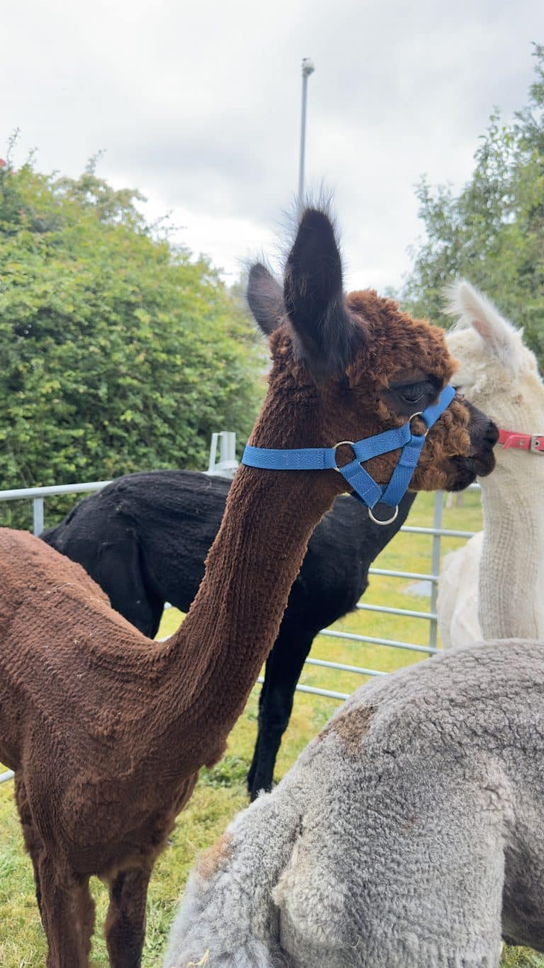 Alpacas@Hellesdon Summer Fayre 2024