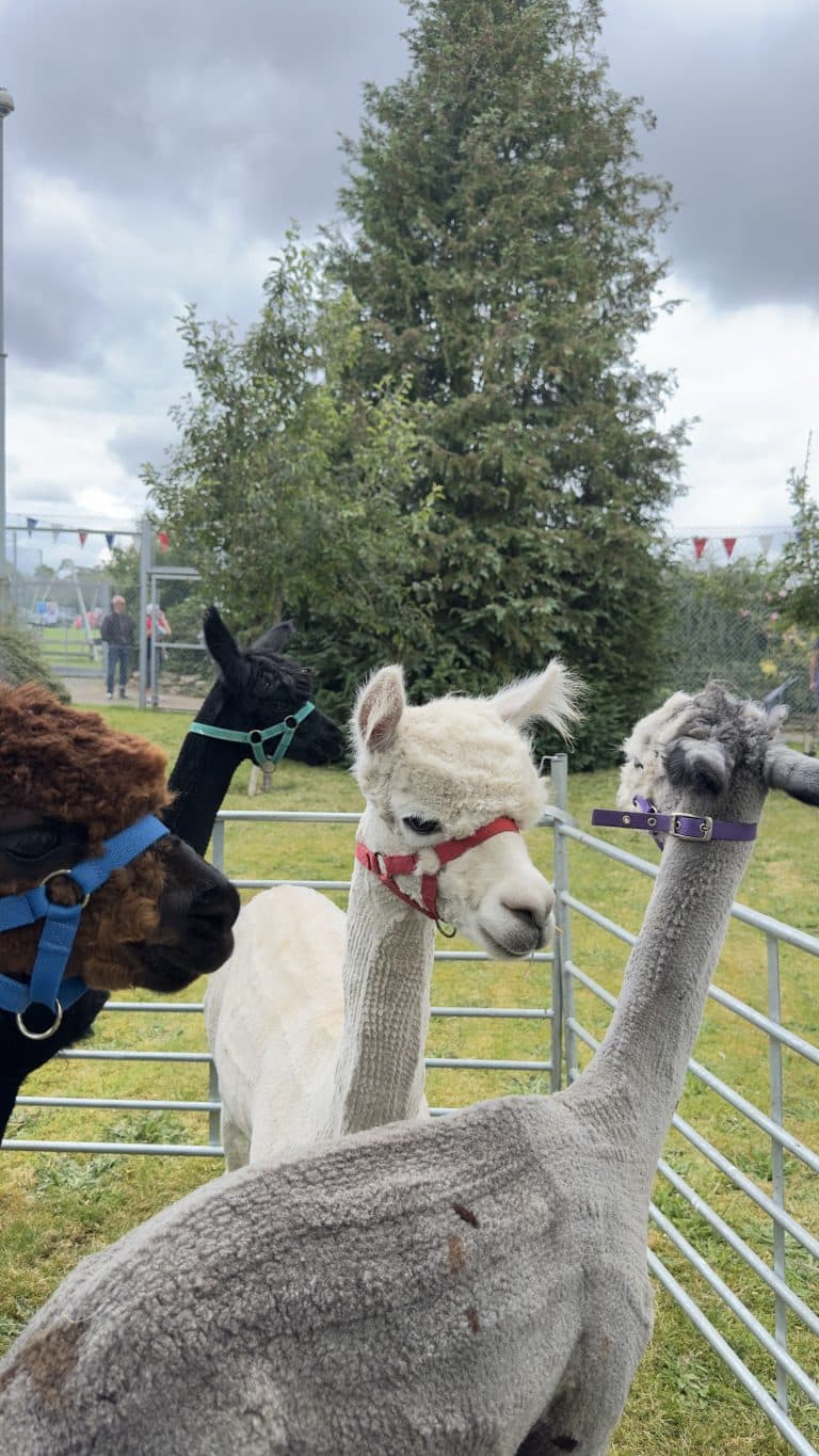 Alpacas@Hellesdon Summer Fayre 2024