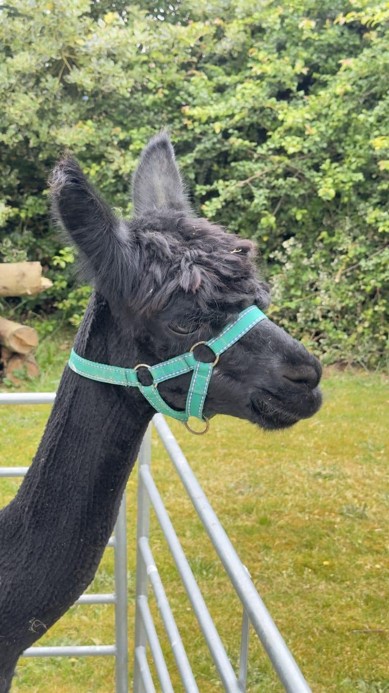Alpacas@Hellesdon Summer Fayre 2024