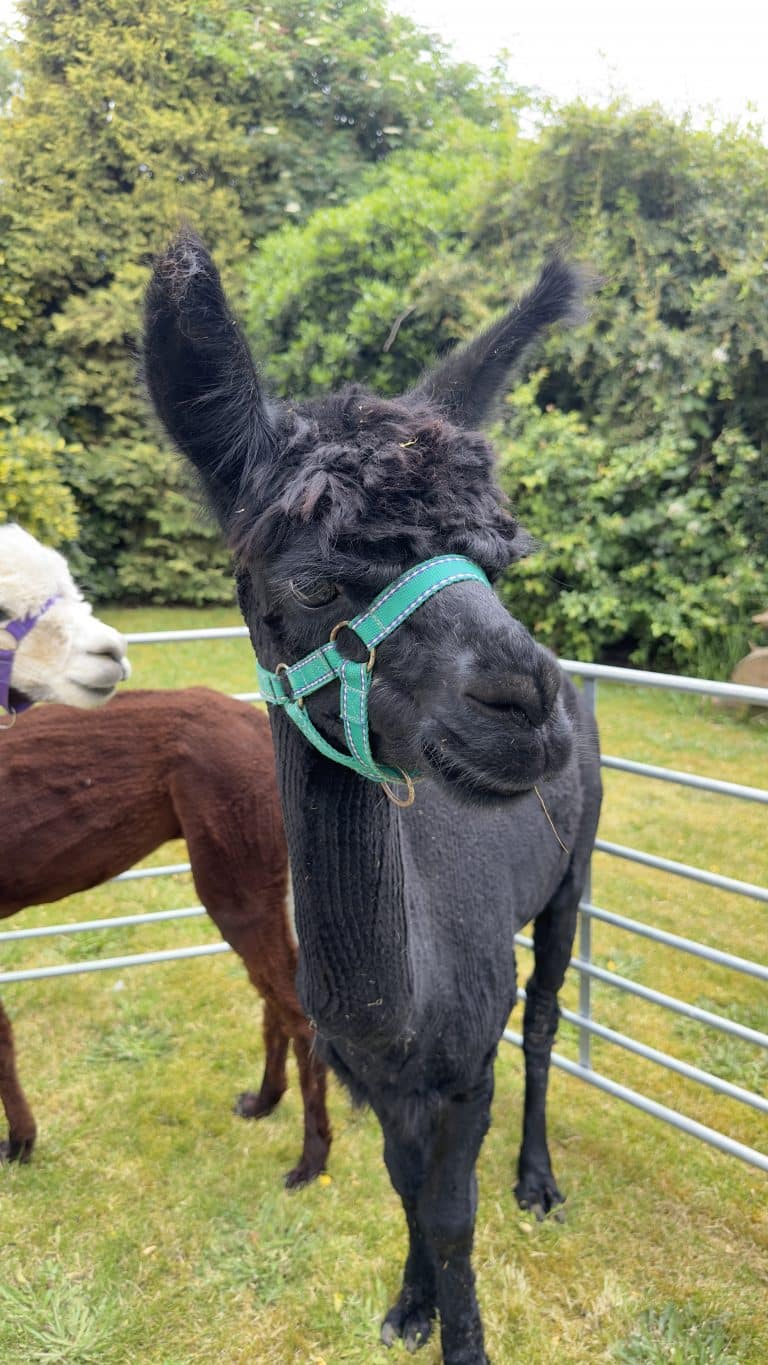 Alpacas@Hellesdon Summer Fayre 2024