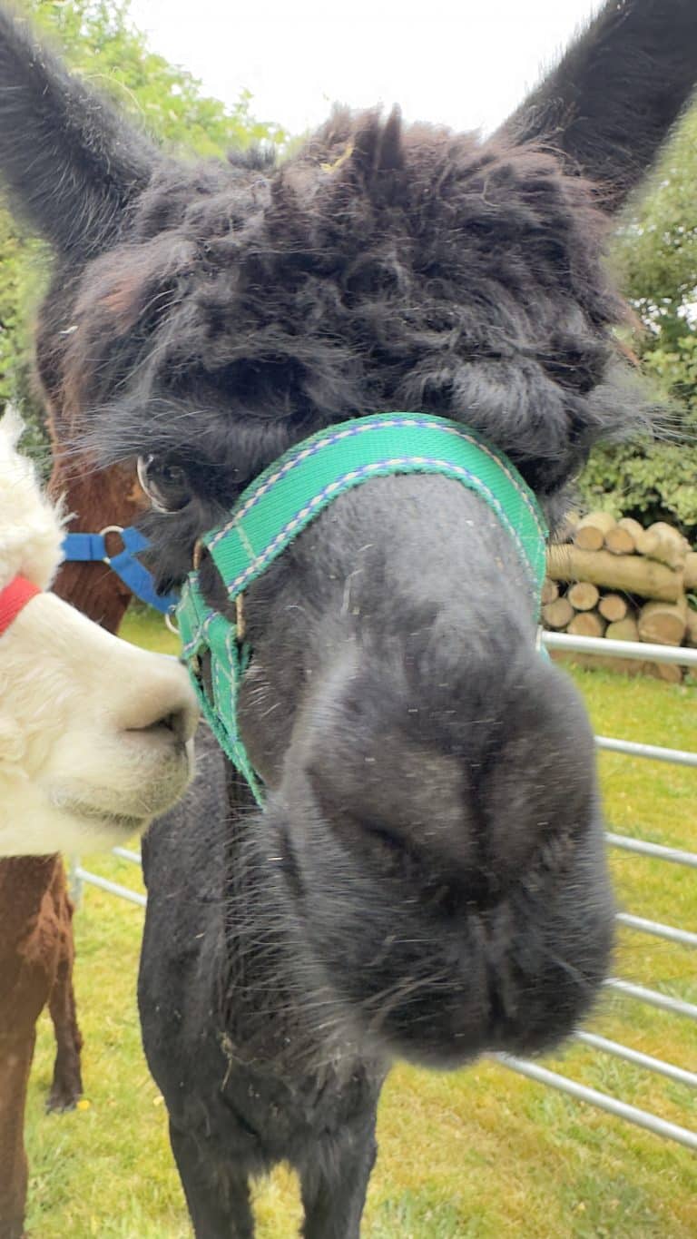 Alpacas@Hellesdon Summer Fayre 2024