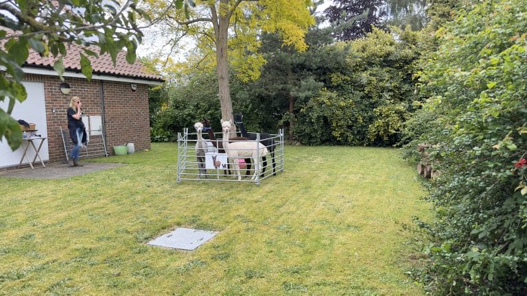 Alpacas@Hellesdon Summer Fayre 2024