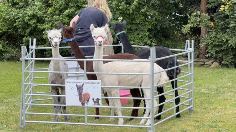 Alpacas@Hellesdon Summer Fayre 2024