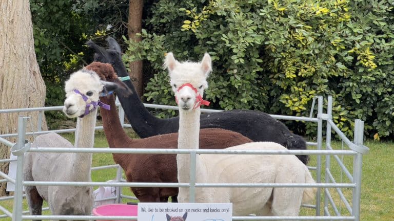 Alpacas@Hellesdon Summer Fayre 2024