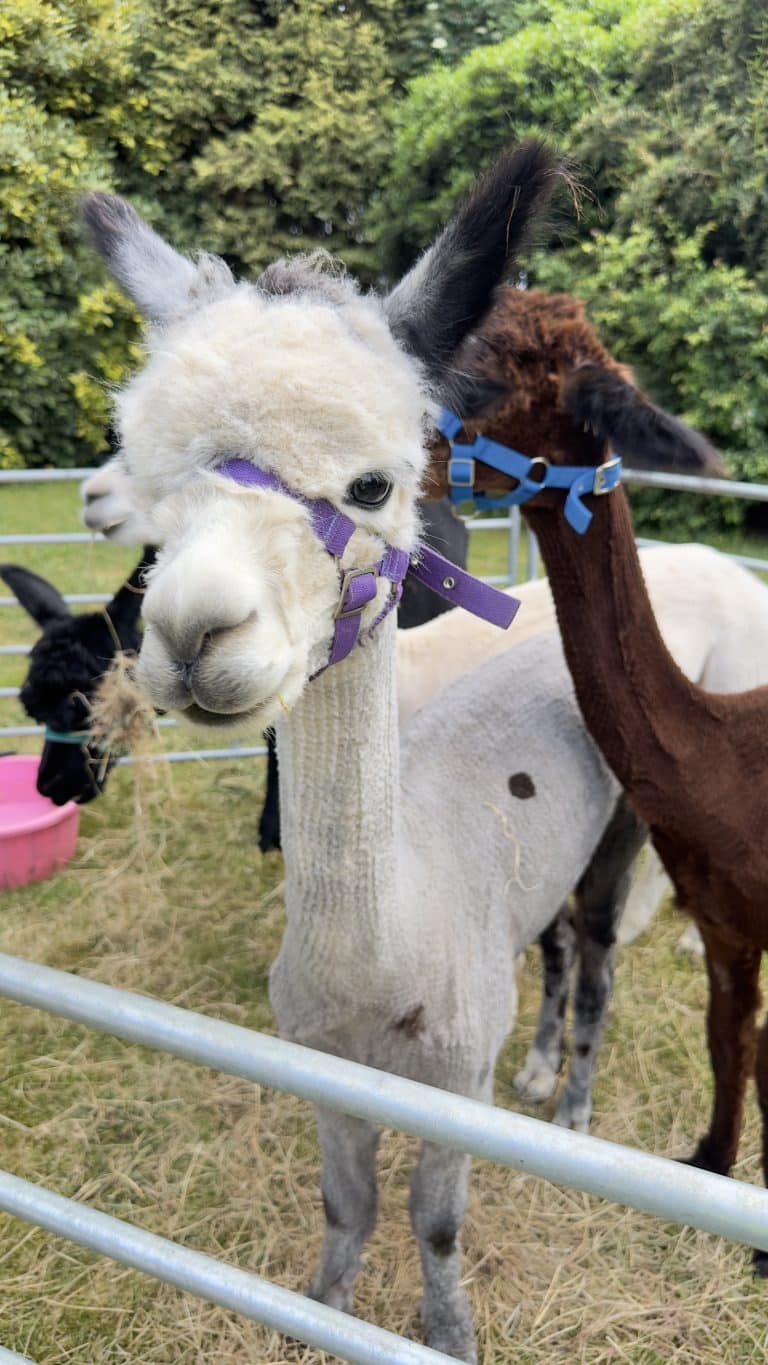 Alpacas@Hellesdon Summer Fayre 2024